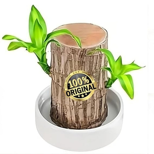 Brazilian Lucky Wood, Mini Home Plant Decorations