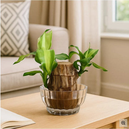 Brazilian Lucky Wood, Mini Home Plant Decorations